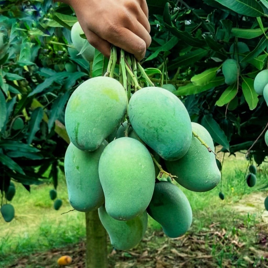 Amrupali Mango