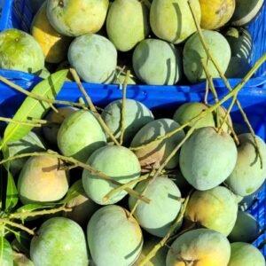 Bari-4 Mango