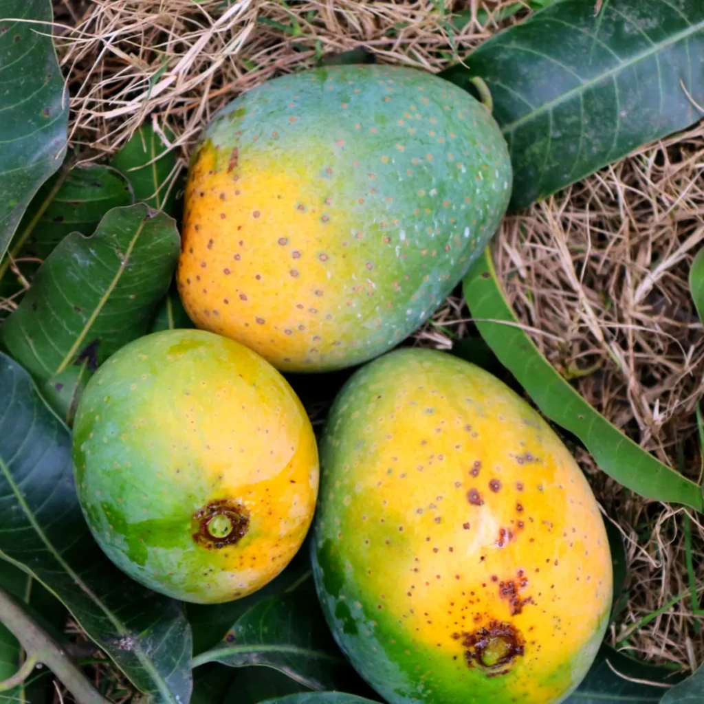 Gopalbhog Mango