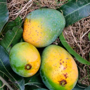 Gopalbhog Mango
