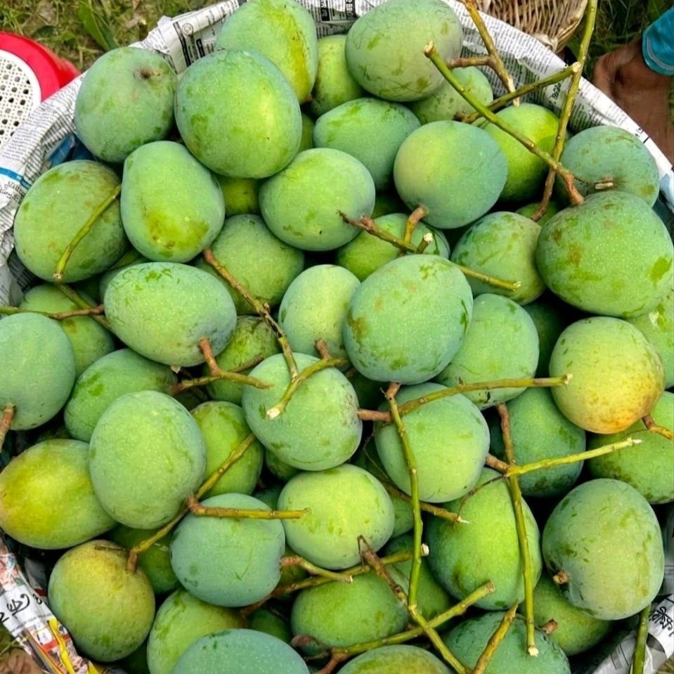 Gobindobhog Mango
