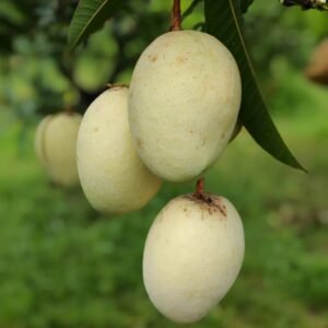 Gouromoti Mango