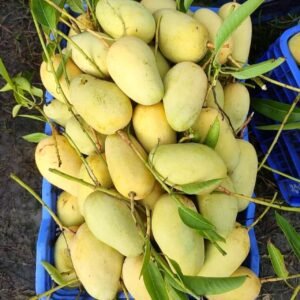 Katimon Mango