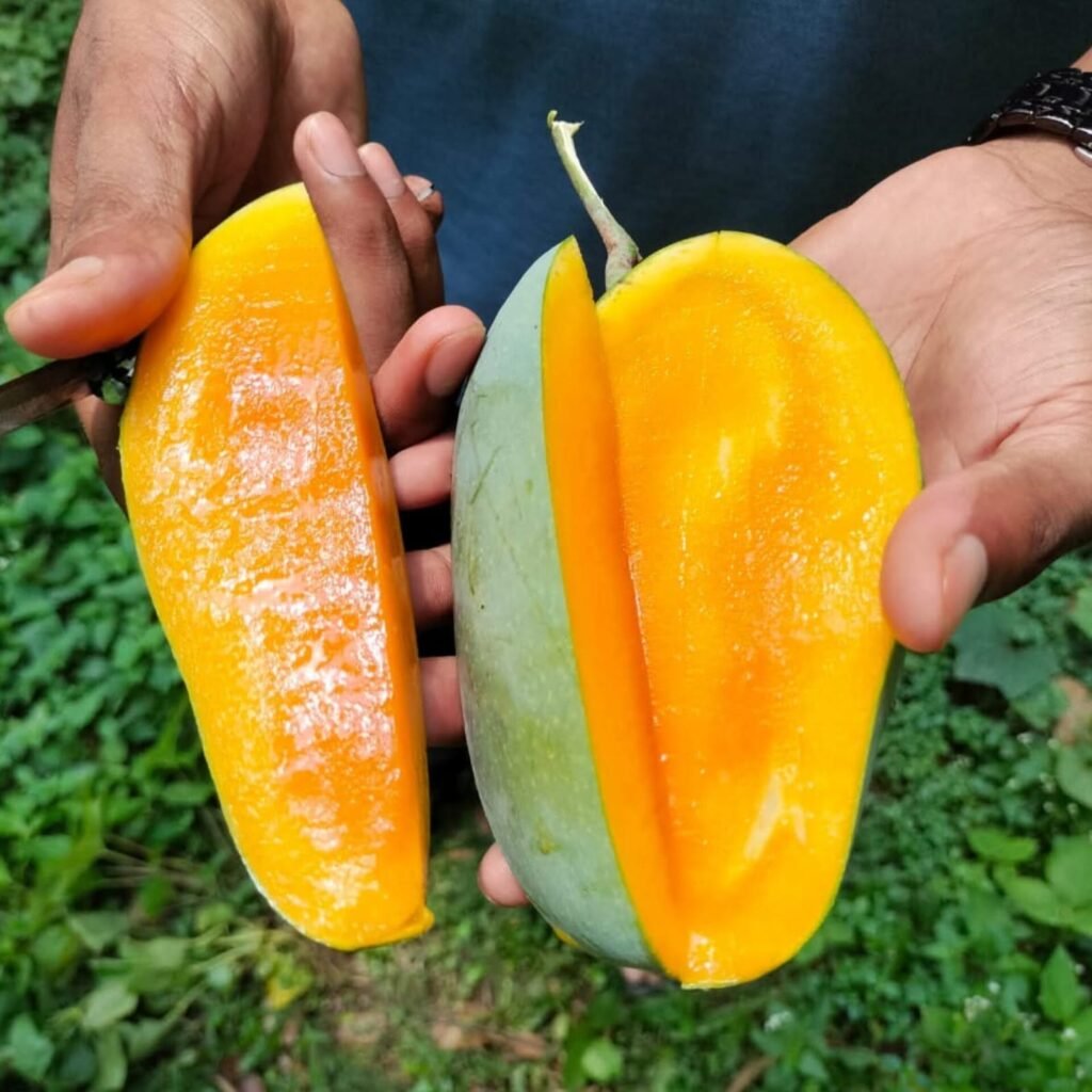 Nak Fazli Mango