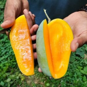 Nak Fazli Mango
